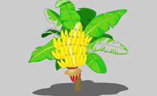 香蕉树flash矢量动画
