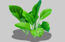 绿色蔬菜flash矢量素材