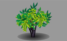 flash绿色橄榄树植物动画