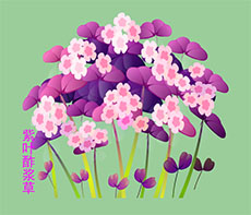 紫叶酢浆草flash动画素材