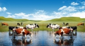 蓝天白云草地牛在喝水flash动画