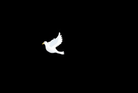 白色鸽子展翅飞翔flash动画