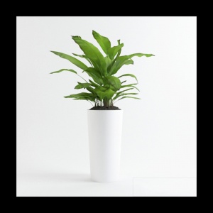 室内植物模型设计