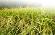 水稻丰收素材图片