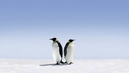 高清可爱企鹅图片下载