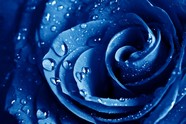 蓝色动态玫瑰图片下载