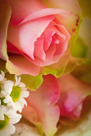高清粉红玫瑰图片下载