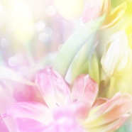 清新淡雅鲜花背景图片