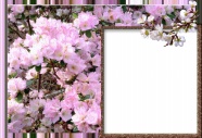 粉色梅花相框图片下载