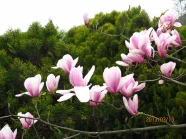 粉色木兰花图片下载