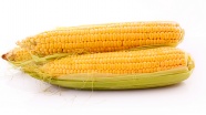 高清玉米图片下载