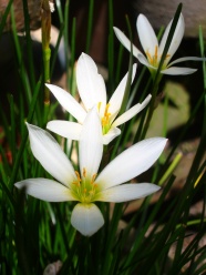 高清白色水仙花图片