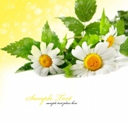 白色小雏菊背景图片
