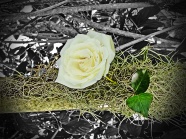 一朵白玫瑰图片