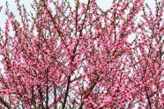 春天桃花树图片
