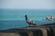 海边鸽子图片