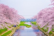 樱花树唯美风景图片