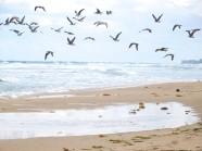 海滩飞鸟图片