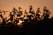 夕阳黄昏树影图片