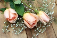三枝粉玫瑰图片