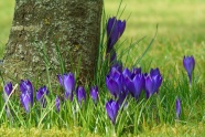 春天紫色藏红花图片
