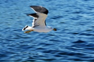 飞越大海的海鸥图片