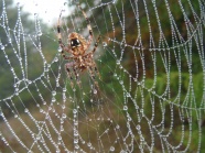 蜘蛛网上蜘蛛图片