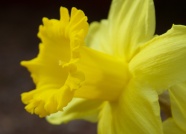 黄色花朵局部特写图片