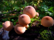 高清唯美蘑菇图片