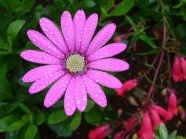 雨后粉色雏菊花图片