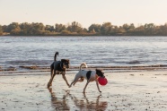 海滩追逐狗狗图片