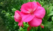 美丽粉色花朵摄影图片