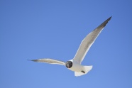 天空中飞翔海鸥图片