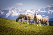 高原羊羔吃草图片