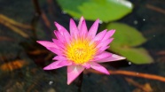湖面粉色莲花图片