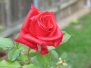 一朵艳丽红玫瑰图片