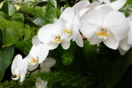 白色蝴蝶兰花朵图片