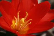 红色郁金香花朵微距图片