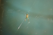 蜘蛛结网高清图片