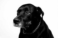 黑色狗狗肖像图片