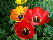红色郁金香花朵摄影图片