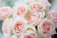 浪漫粉色玫瑰鲜花图片