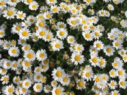 盛开白色野菊花图片