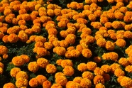 橙色万寿菊花海图片