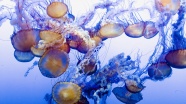 水母群高清摄影图片