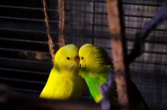 黄色情侣鹦鹉图片