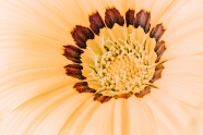 浅黄色微距菊花图片