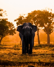 高大的大象摄影图