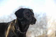 黑色宠物狗肖像图片