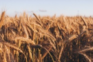 小麦成熟的图片